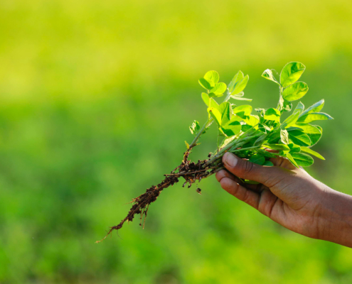 Fenugreek