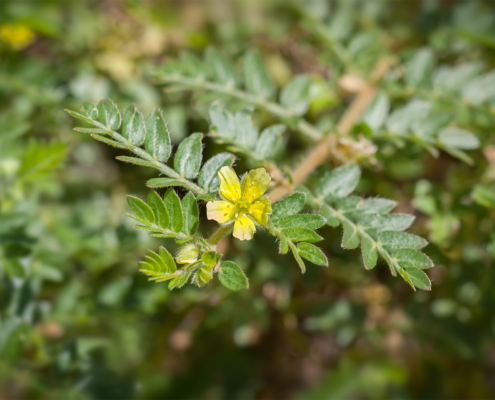 蒺藜（Tribulus Terrestris