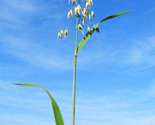 燕麦草（Avena Sativa）