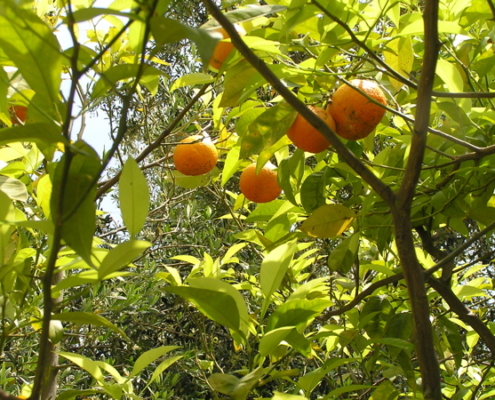Bittere sinaasappel