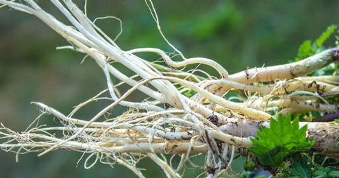 Nettle root