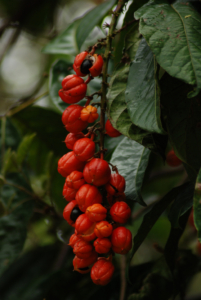 Fruit Guaranà