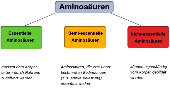 Aminosaeuren Arten